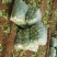 意大利生菜4两~5两