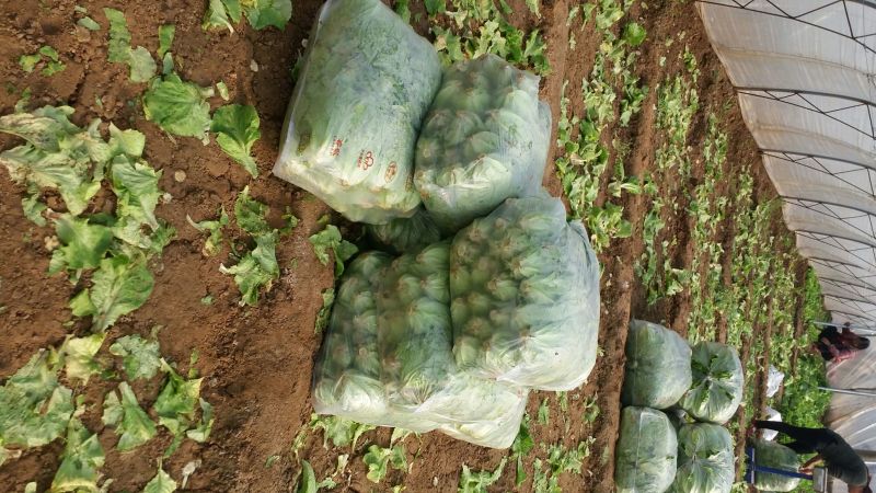 意大利生菜4两~5两