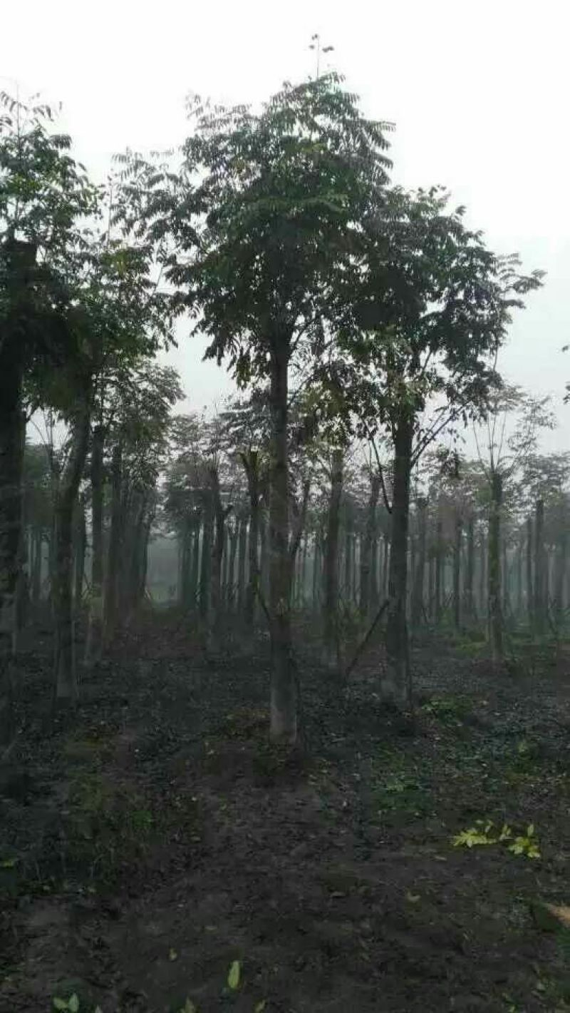 栾树