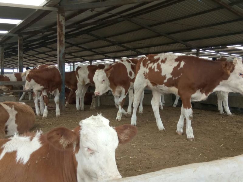 西门塔尔牛犊改良肉牛犊，育肥牛犊100~200kg