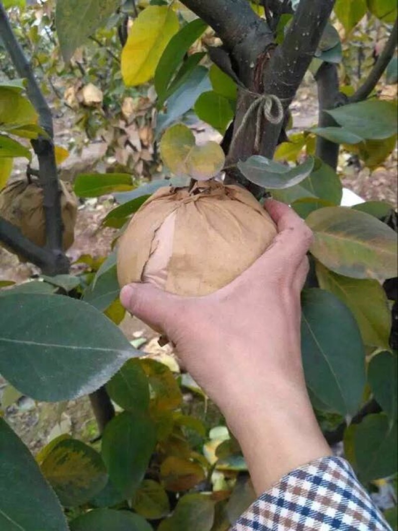 晚秋黄梨