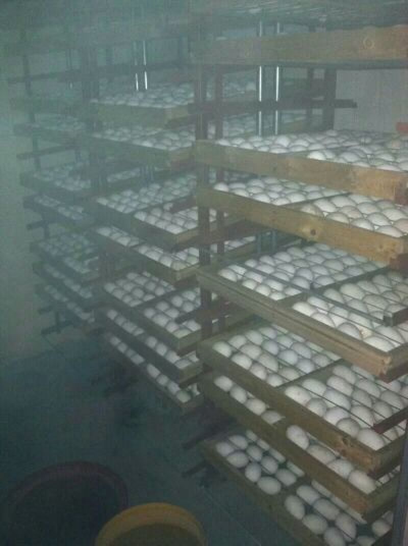 鹅苗250g以下