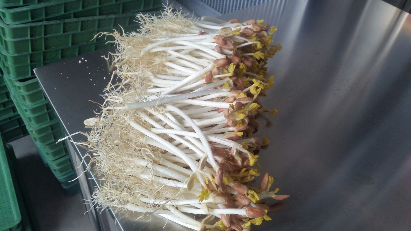 花生芽山东济宁_批发_供应-一亩田农业网_专业