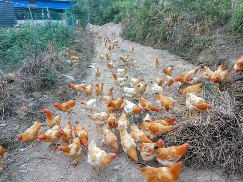三黄鸡6~9月