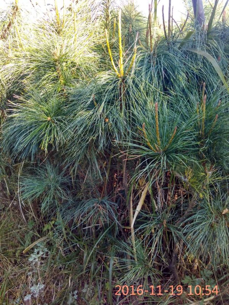 华山松80~100cm