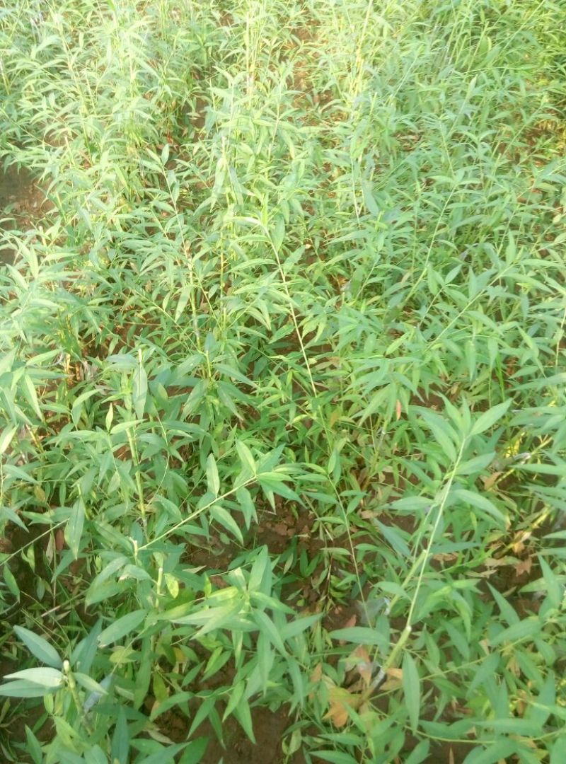 黄桃树苗80cm以上