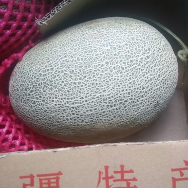 西州蜜瓜5斤以上椭圆形