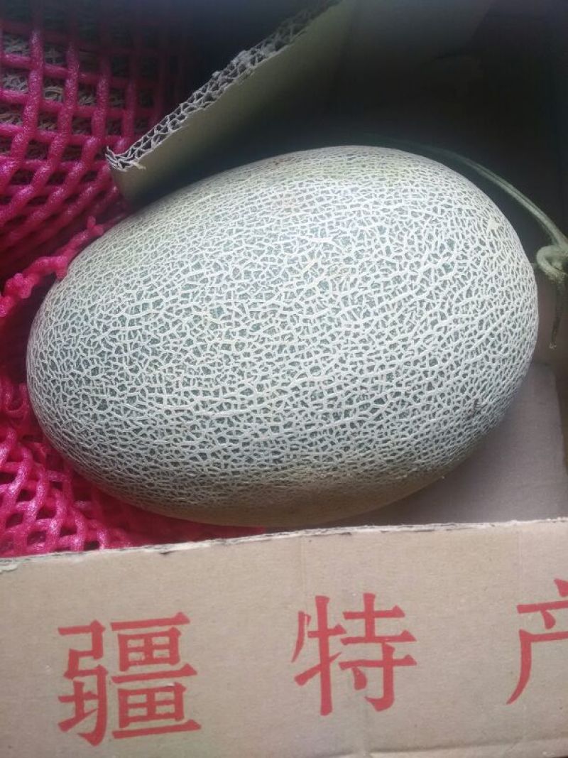 西州蜜瓜5斤以上椭圆形