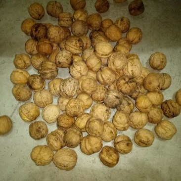 薄皮核桃30mm以上去皮
