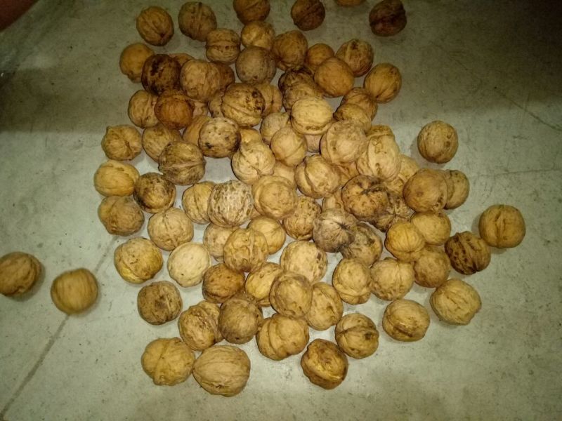 薄皮核桃30mm以上去皮