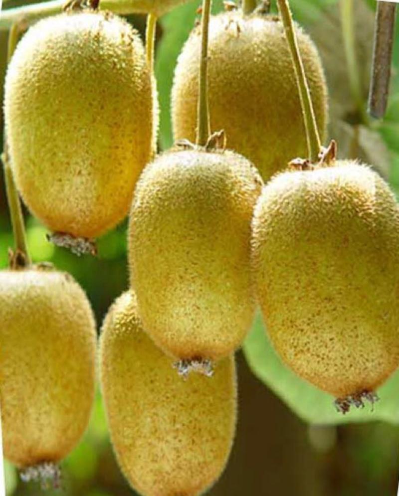 优质黄心绿心红心猕猴桃金桃猕猴桃品种多价格优