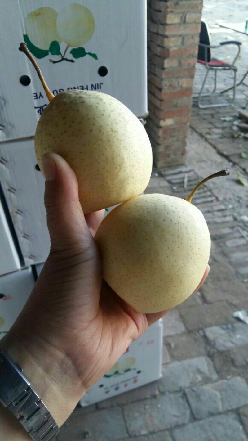 鸭梨