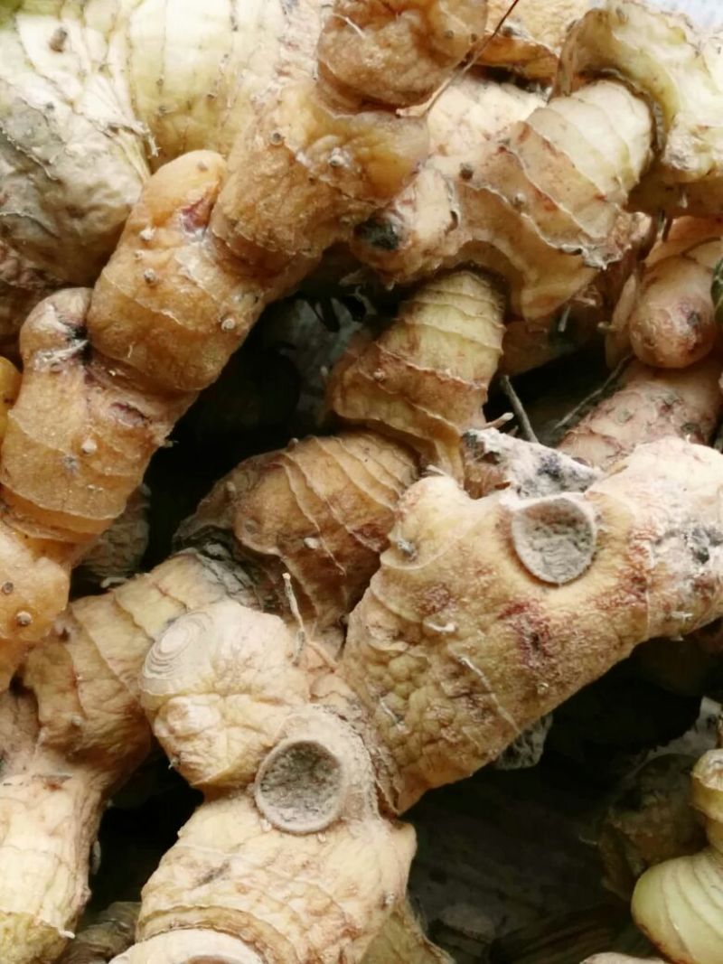 黄精大，小，中，统