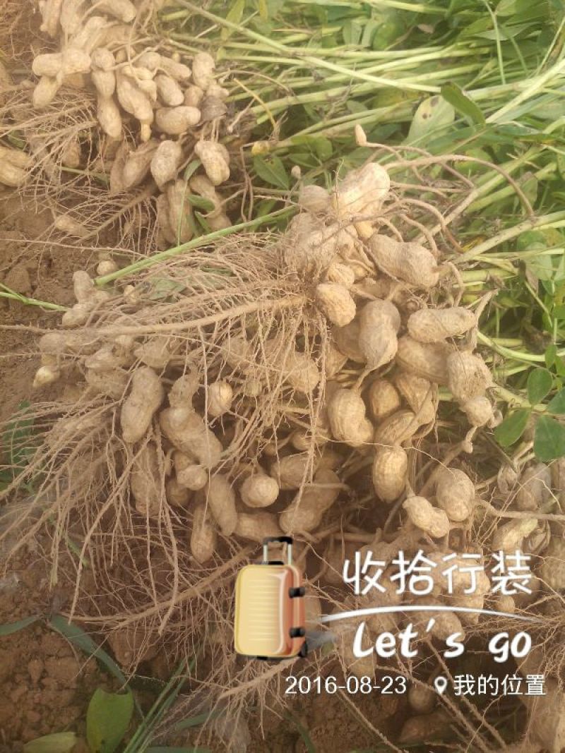 花生鲜货带壳