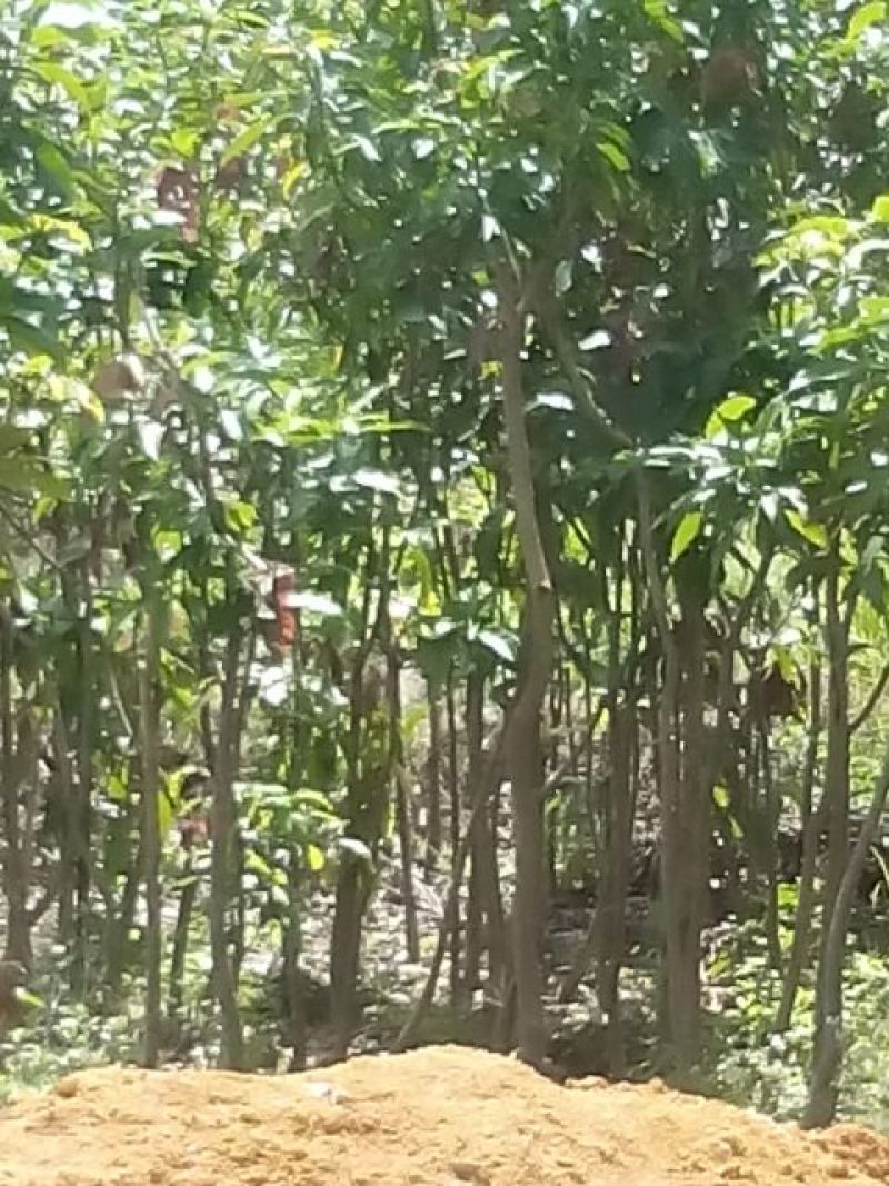 芒果树