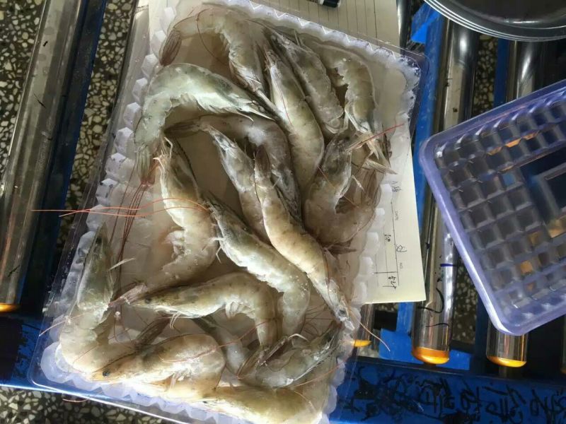 青虾食用26~30只/kg