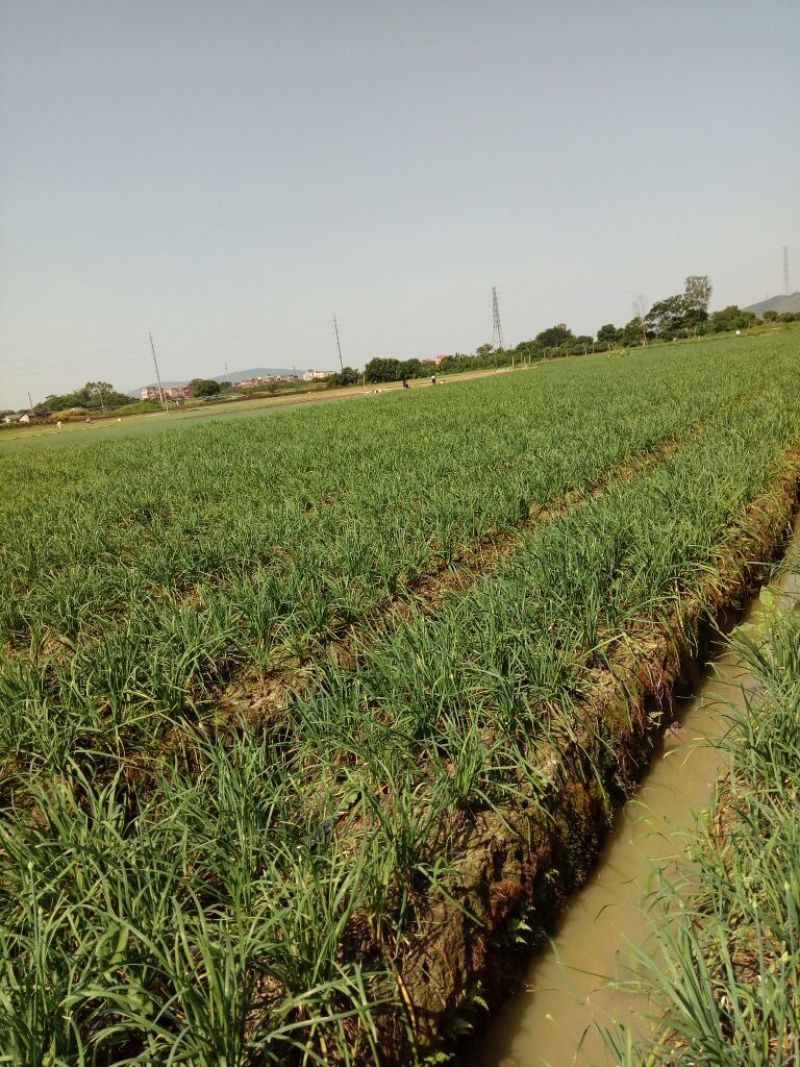 韭菜花规格25-35cm靓短花