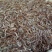 河虾冰鲜虾26~30只/kg