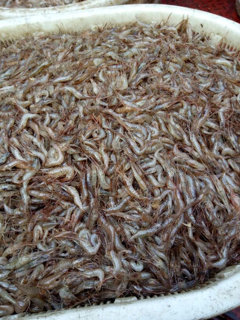河虾冰鲜虾26~30只/kg