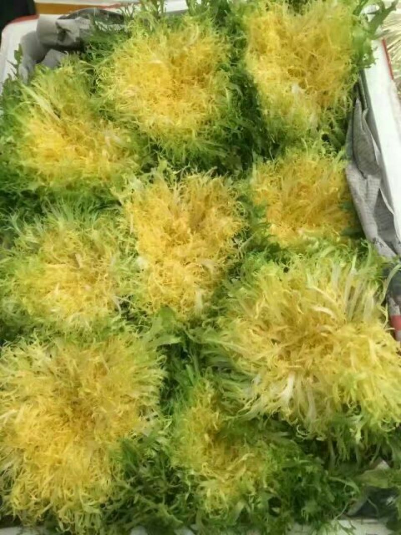 苦菊15~20cm