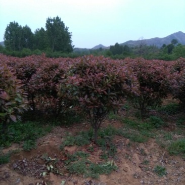 红叶石楠球