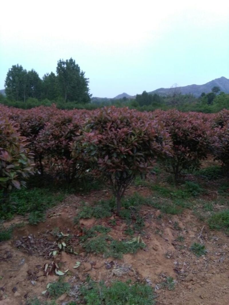 红叶石楠球