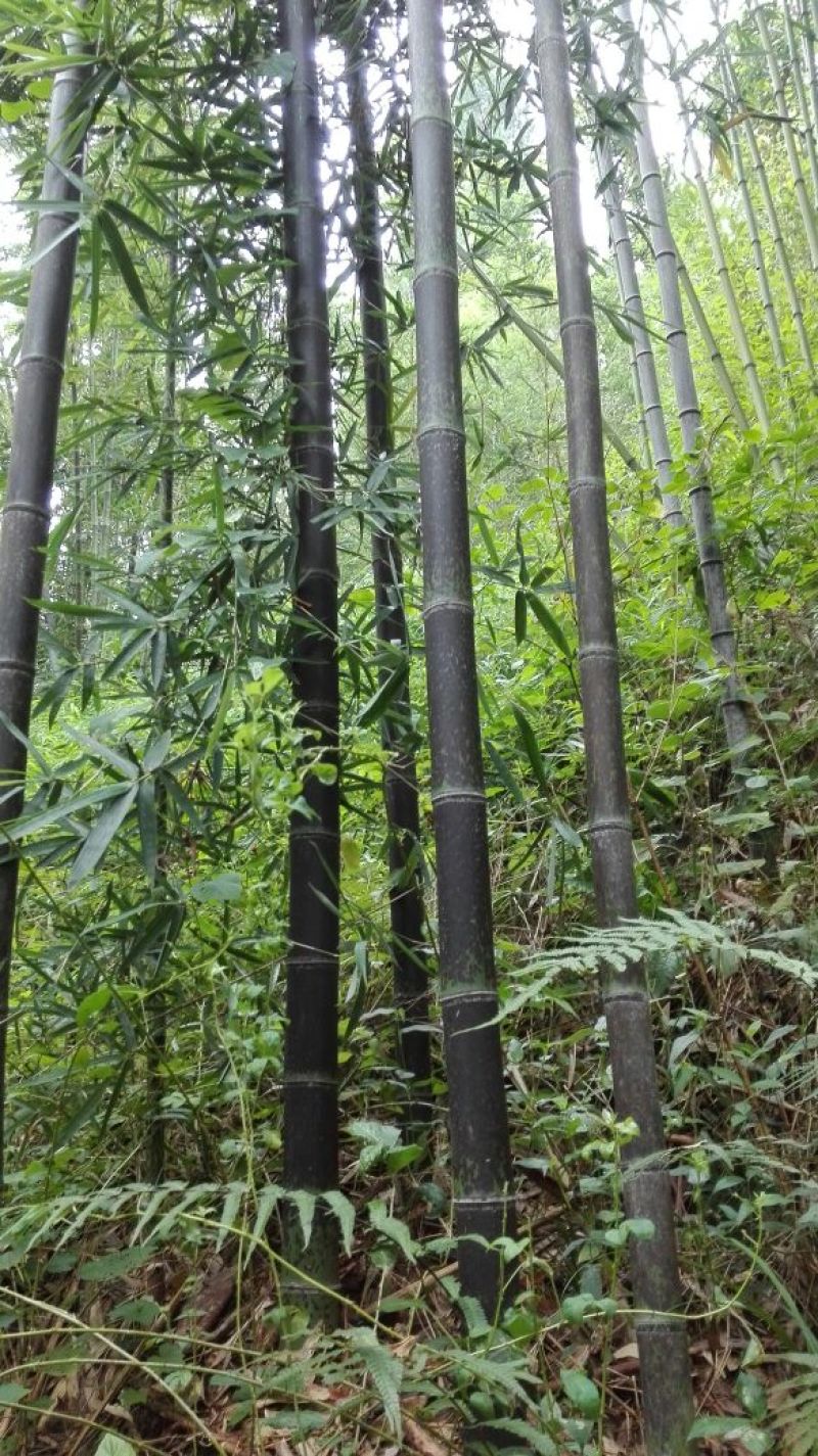 斑竹5~6m