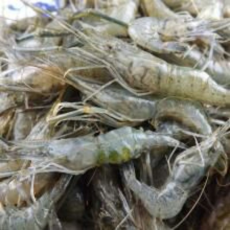 河虾活虾16~20只/kg
