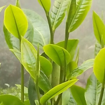 普洱茶