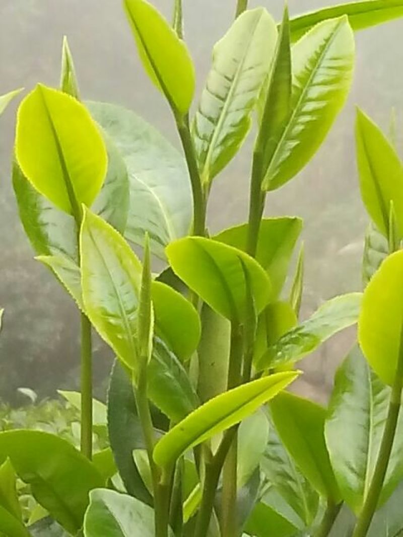 普洱茶