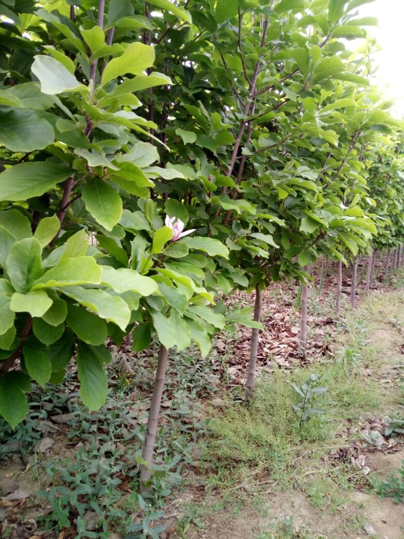玉兰树4~6cm