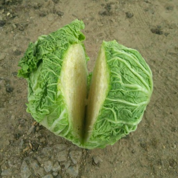 北京三号白菜4~6斤