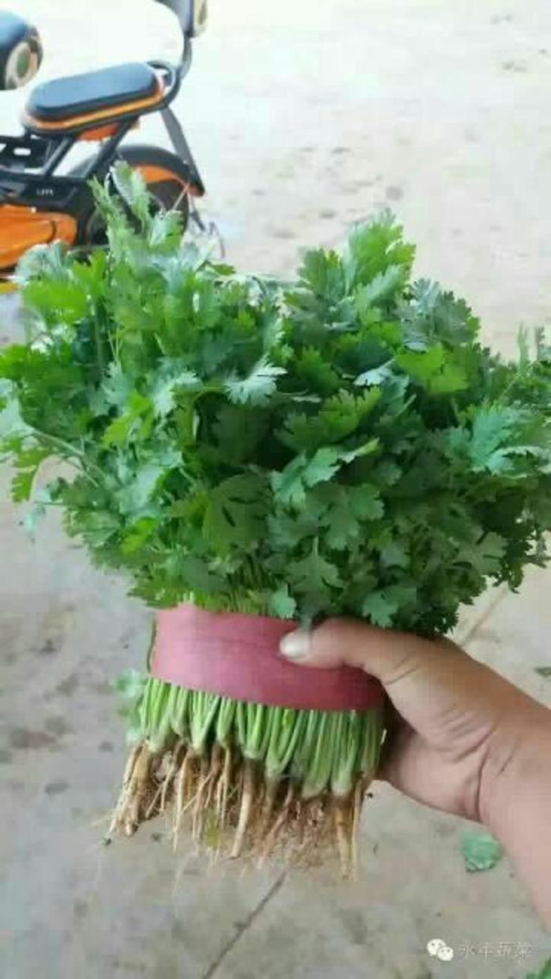 河北邯郸大叶香菜25~30厘米以上产地直供，价格低谦