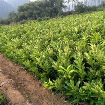 三红蜜柚苗地苗营养杯苗
