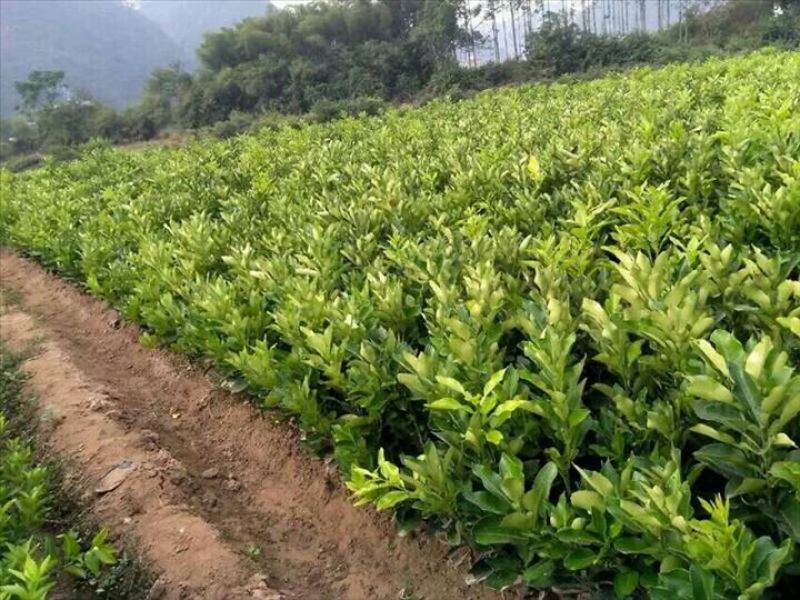 三红蜜柚苗地苗营养杯苗