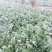 小叶菠菜15~20厘米