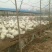皖西白鹅鹅苗250g以上