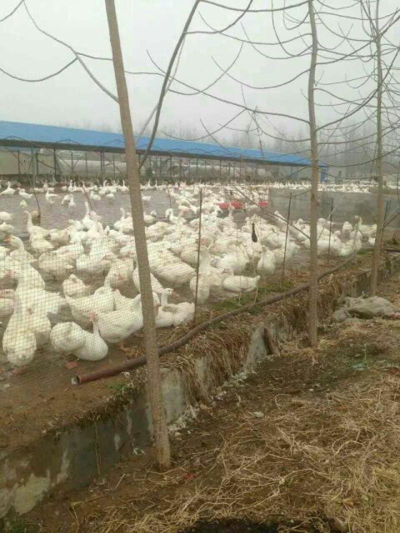 皖西白鹅鹅苗250g以上