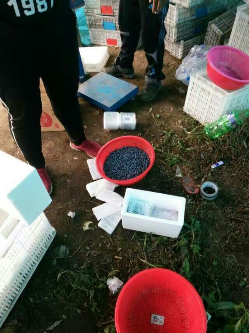 野生蓝莓鲜果10~12mm以上