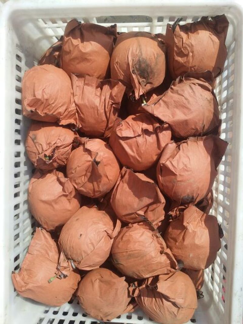皇冠梨550~600g纸箱