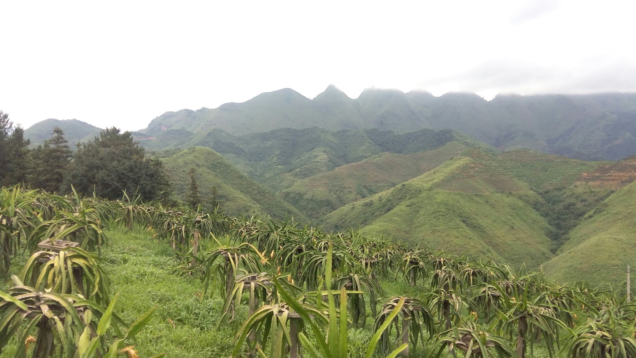 贵州黔南州罗甸县红心火龙果 中(5-7两)批发_赵