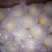 河北雪花梨产地直发价格便宜量大从优欢迎选购