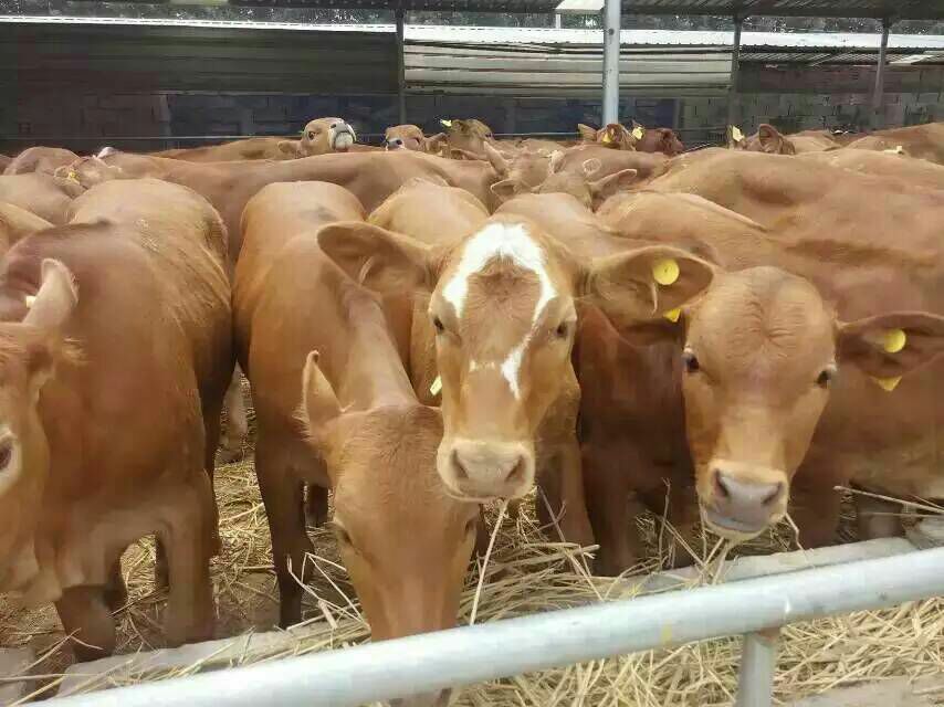 元杂交牛山东济宁梁山县_批发_供应-一亩田农