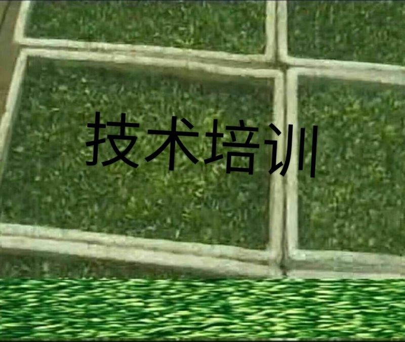黑豆芽技术培训，本人有着十几年的过硬技术