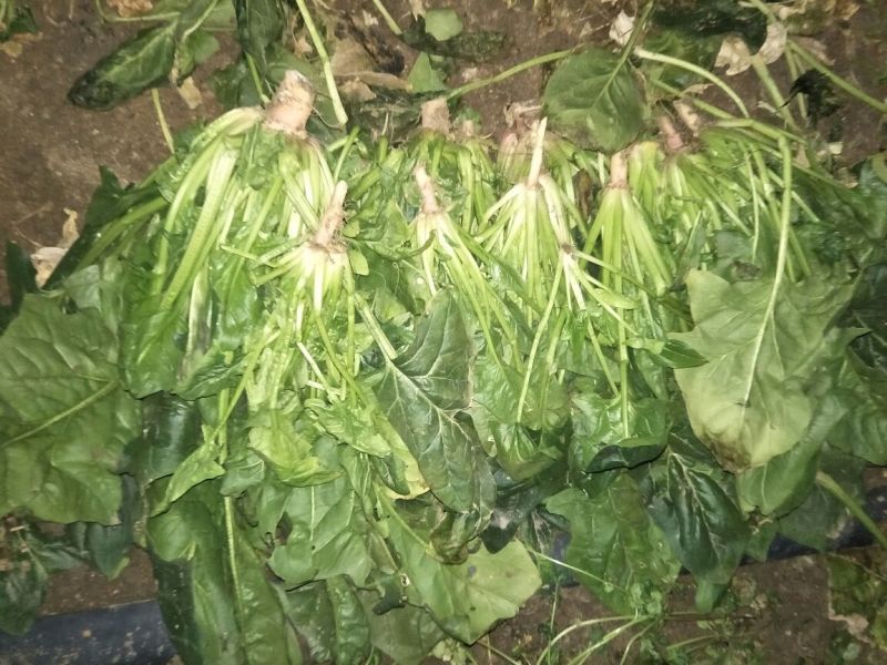 大叶菠菜25~30厘米