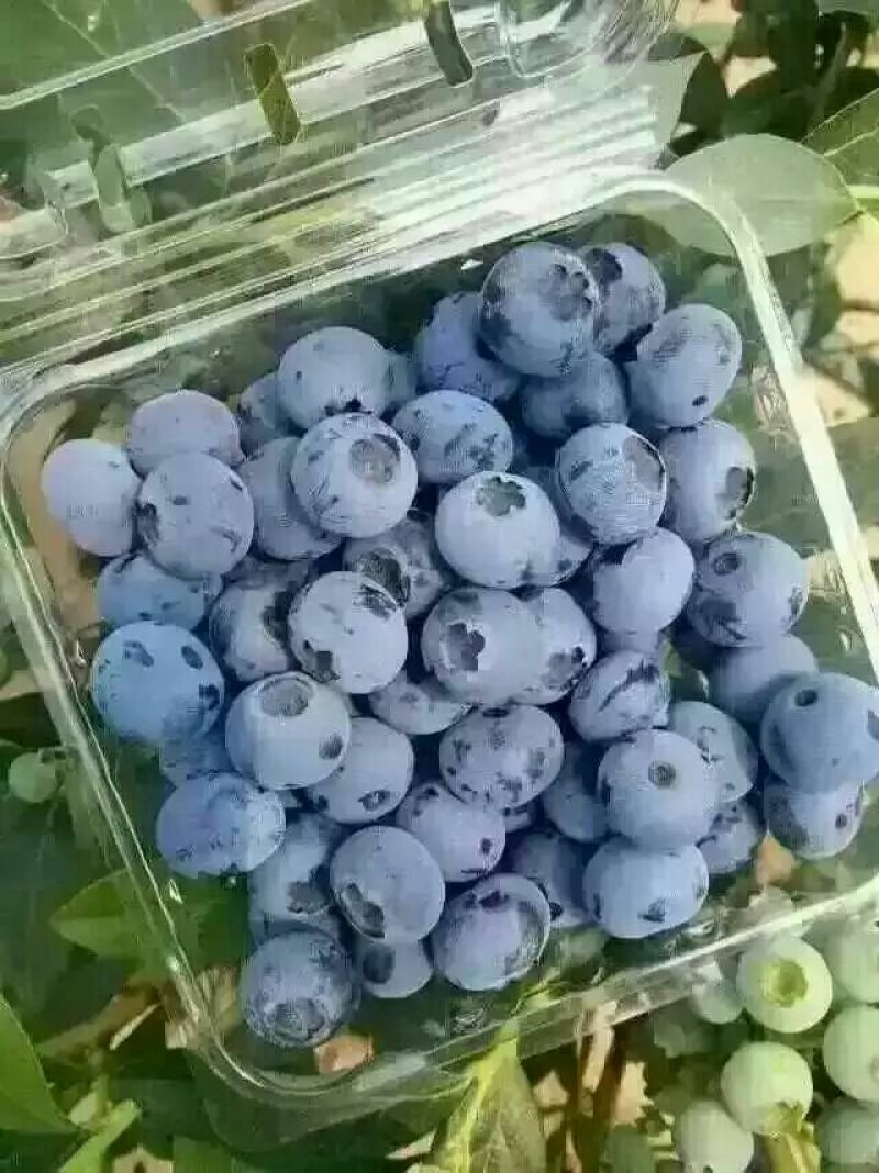 蓝莓12~14mm以上