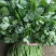 香菜20~25厘米以上大叶香菜，叶面厚，质量**