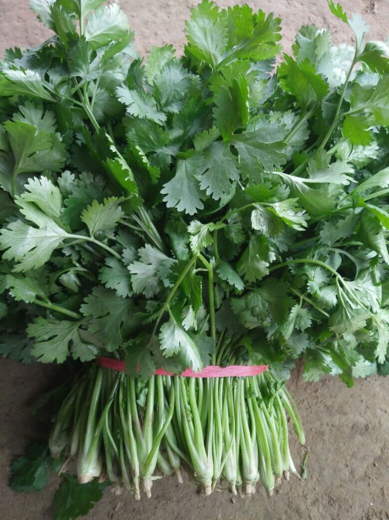 香菜20~25厘米以上大叶香菜，叶面厚，质量**