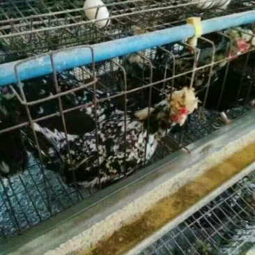 鸡苗35~45克出壳苗