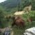 黄牛200~300kg